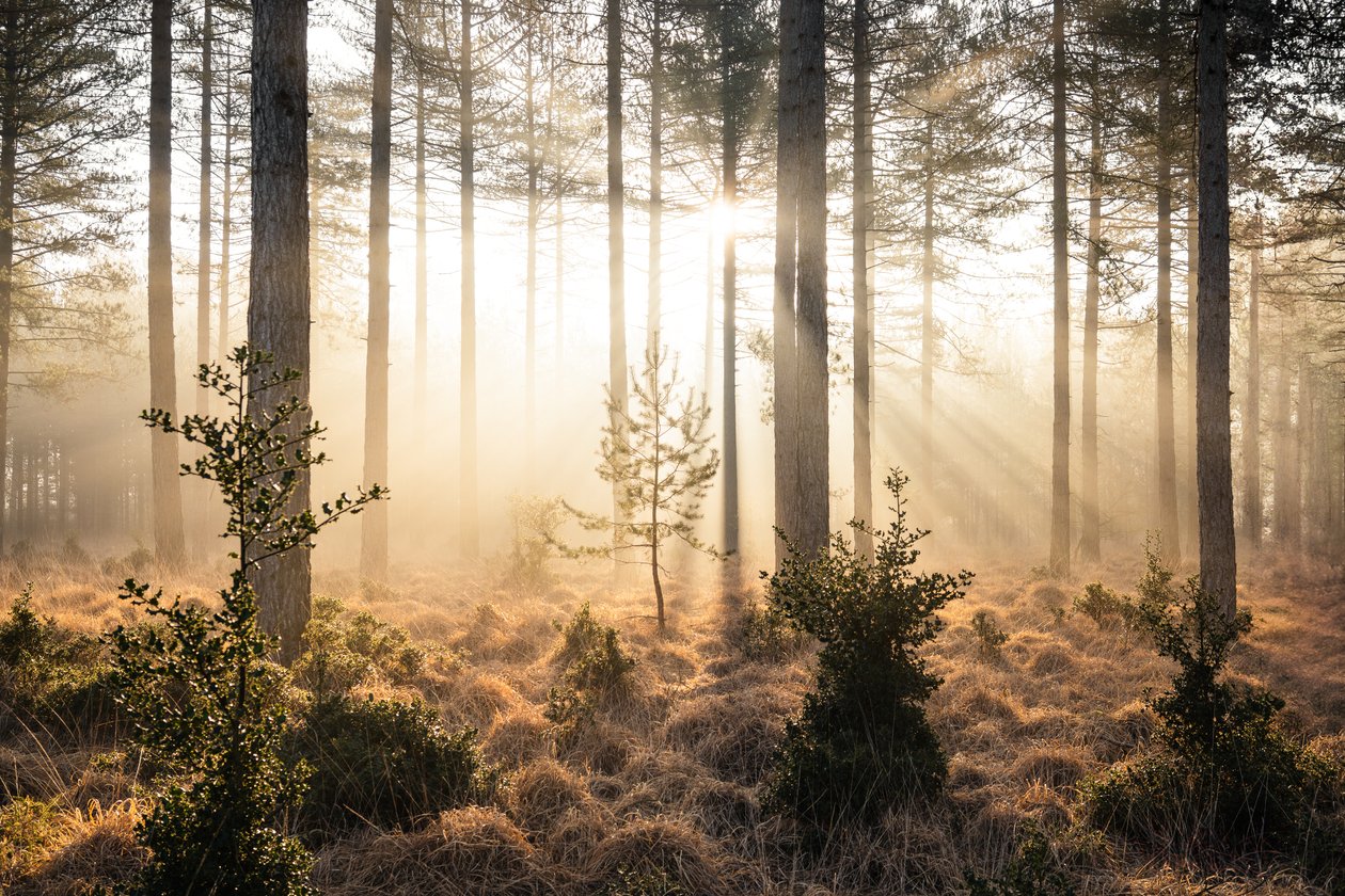 Emberwood, 2023 (bilde) av Lee Cooper