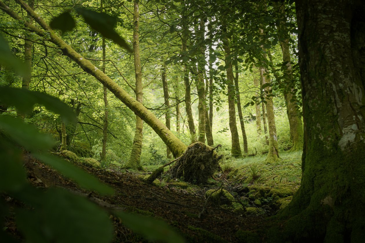 Vakttre, 2024 (bilde) av Lee Cooper