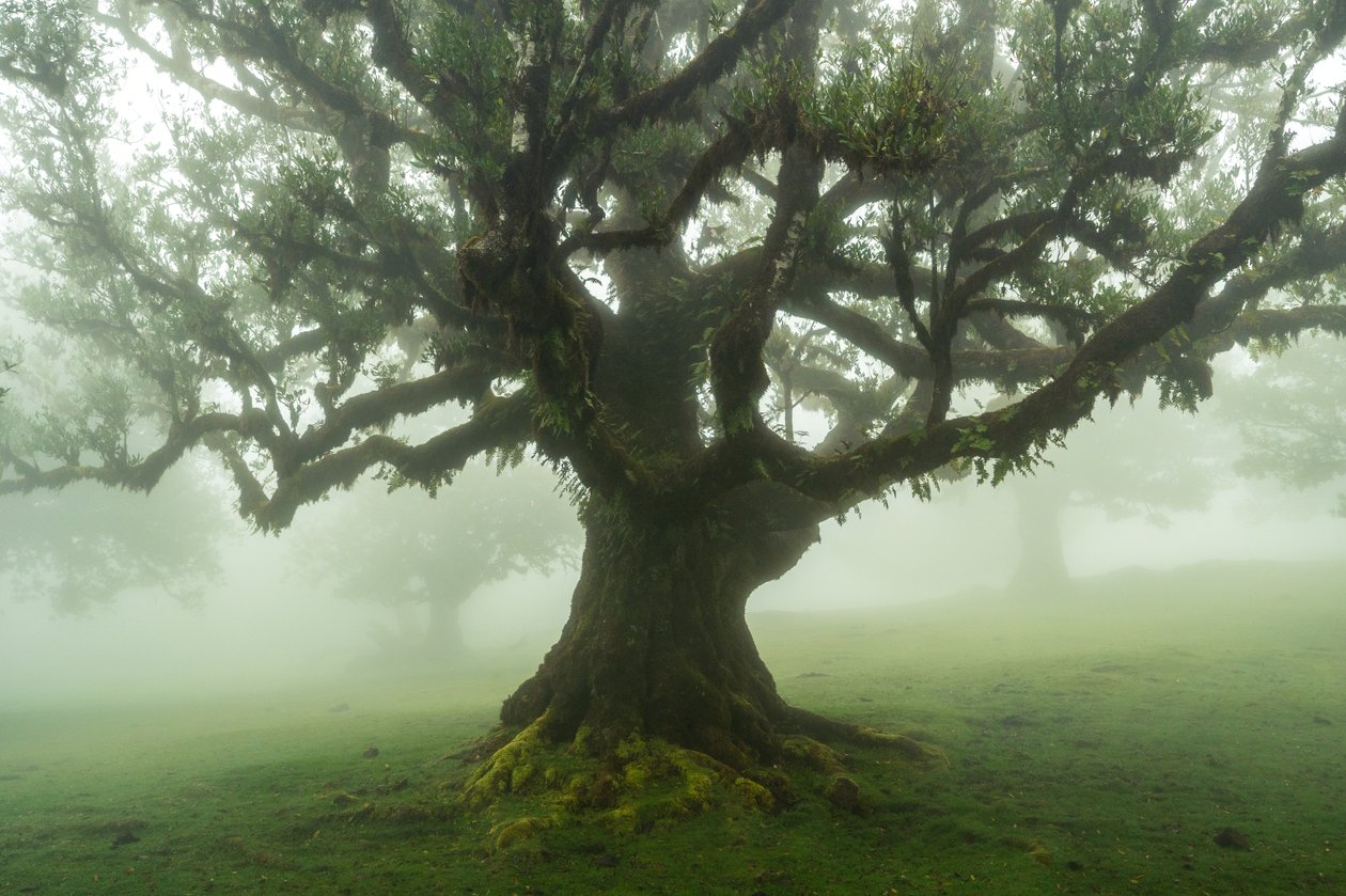 Skogens fortellinger, 2025 (bilde) av Lee Cooper