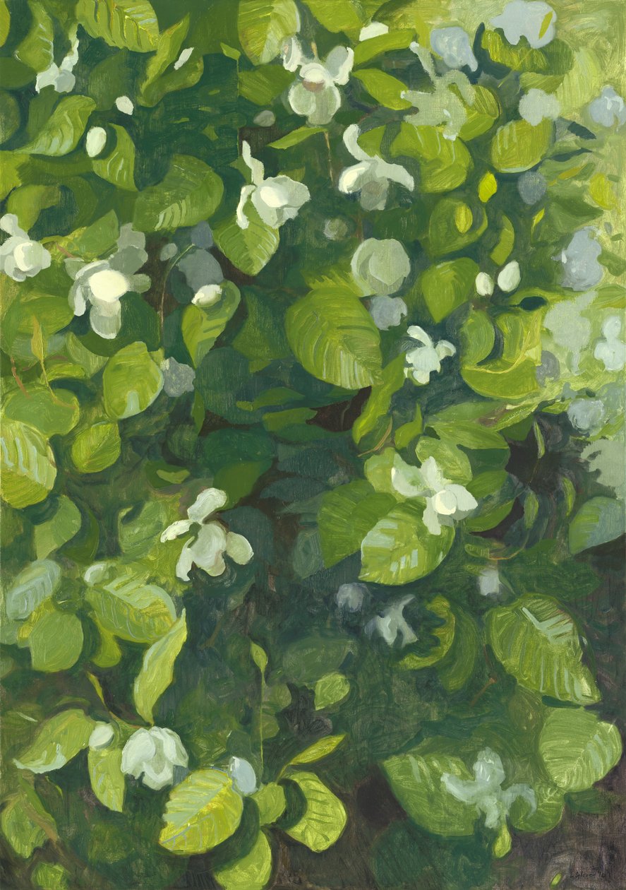 Magnolia i blomst, 2014 av Leigh Glover