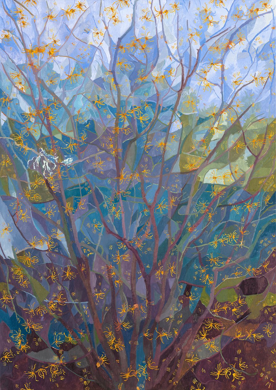 Witch Hazel in Flower, 2015 av Leigh Glover