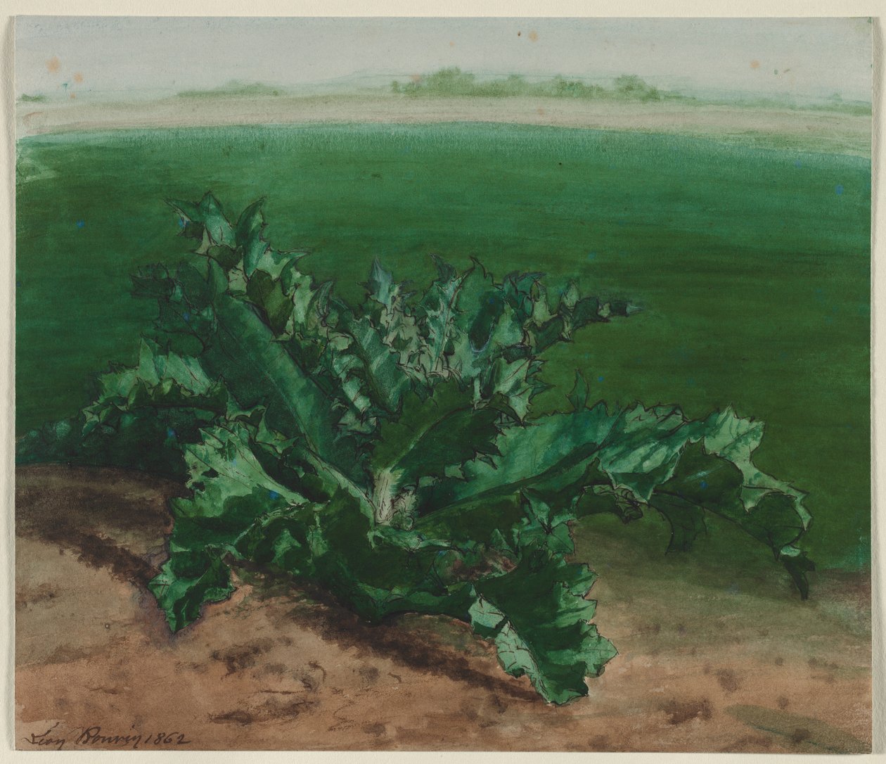 Studie av en plante, muligens tistel av Léon Bonvin