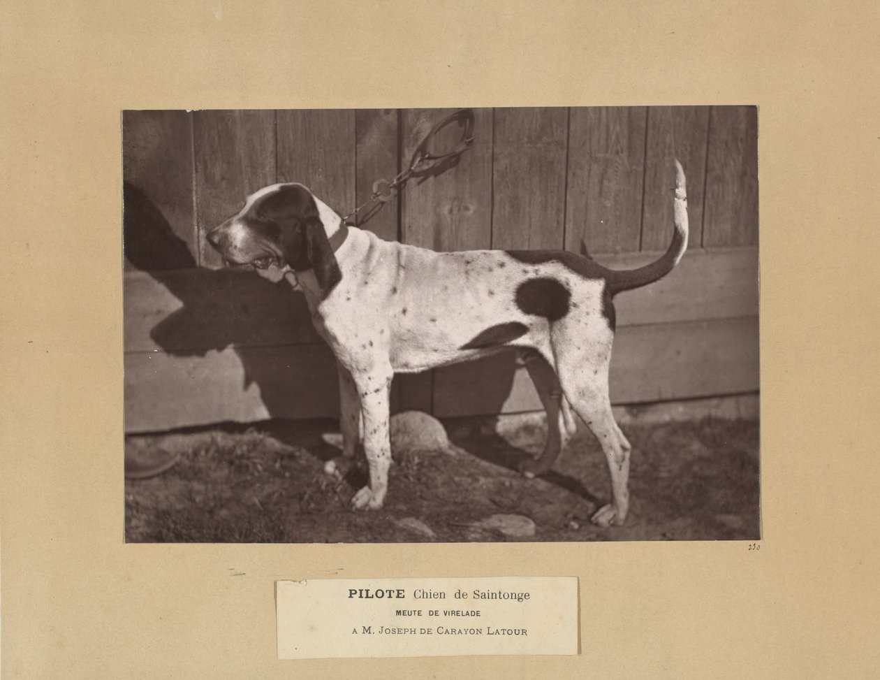 Pilot, Dog of Saintonge, Pack of Virelade, AM Joseph de Carayon Latour av Leon Cremiere
