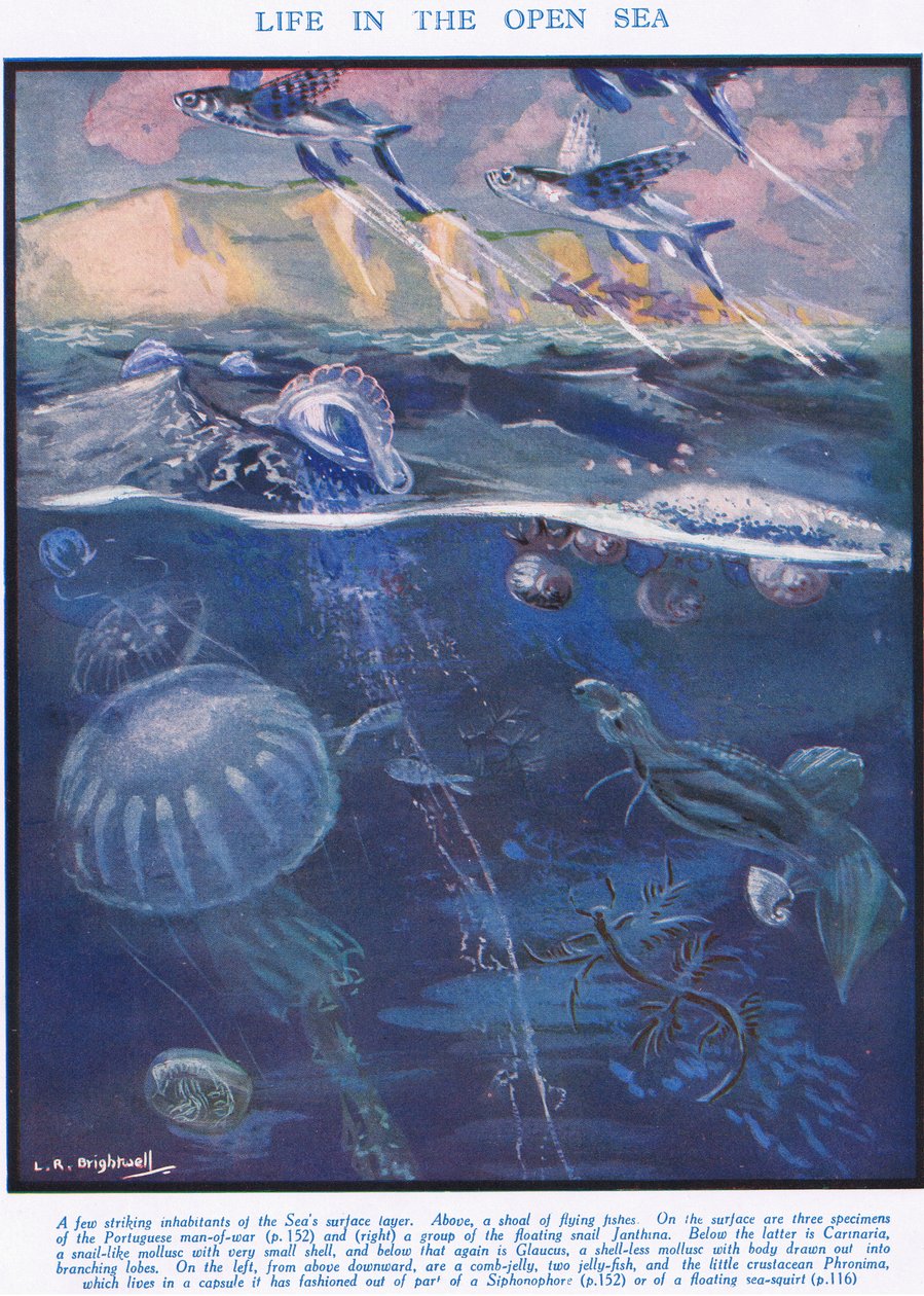 Life in the Open Sea, illustrasjon fra 