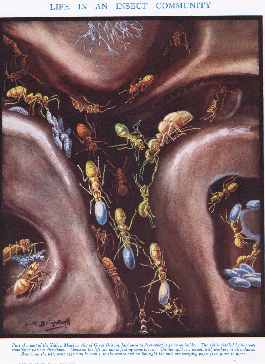The Life in an Insect Community, illustrasjon fra 
