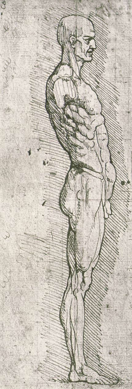 Anatomisk studie (penn og blekk på papir) av Leonardo da Vinci