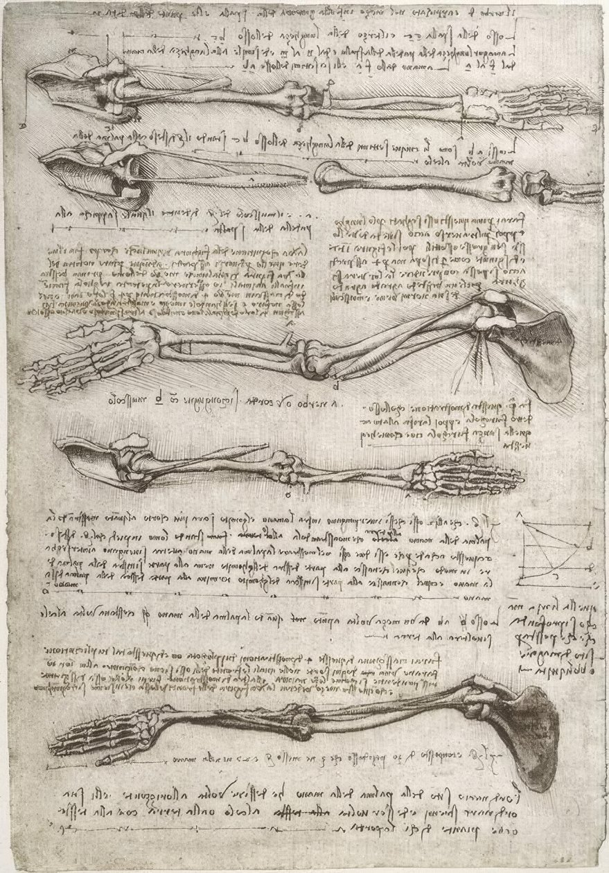 Anatomiestudien av Leonardo da Vinci