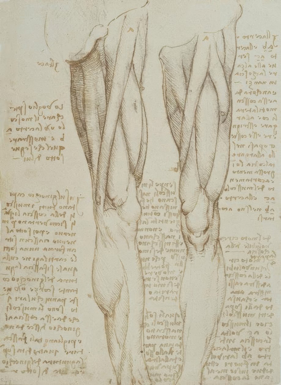 Anatomiestudien av Leonardo da Vinci