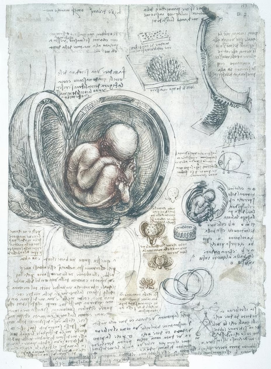 Anatomiestudien av Leonardo da Vinci