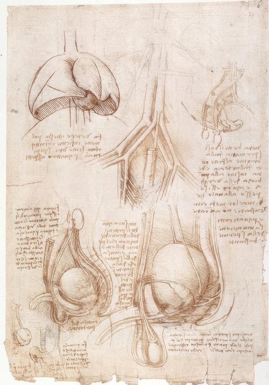 Anatomistudier: lunger, blære ... av Leonardo da Vinci