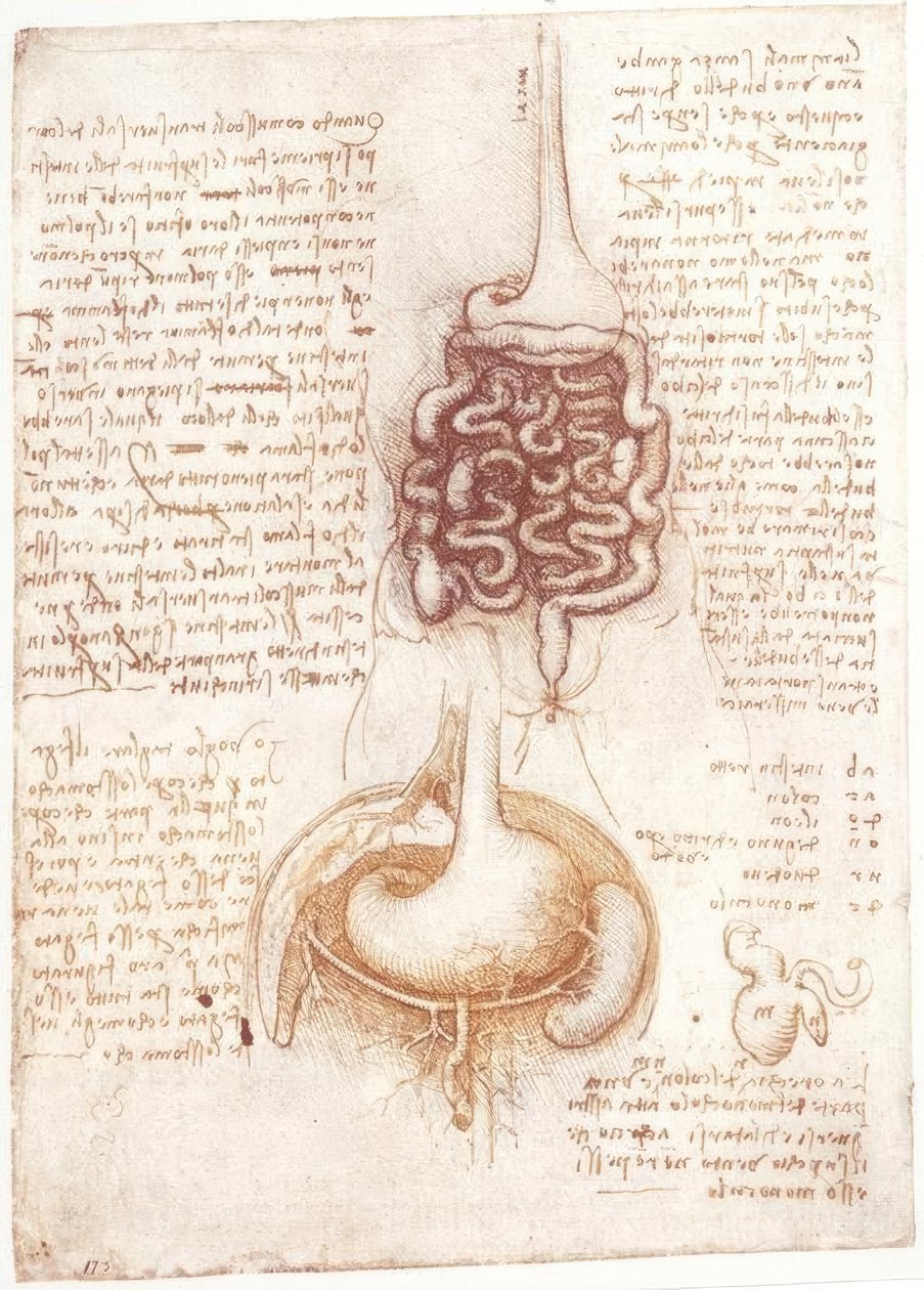 Anatomistudier: Fordøyelsessystemet av Leonardo da Vinci