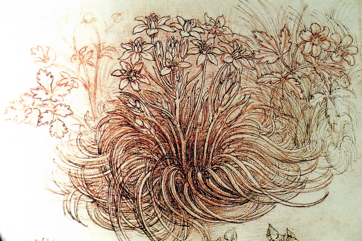 blomst av Leonardo da Vinci