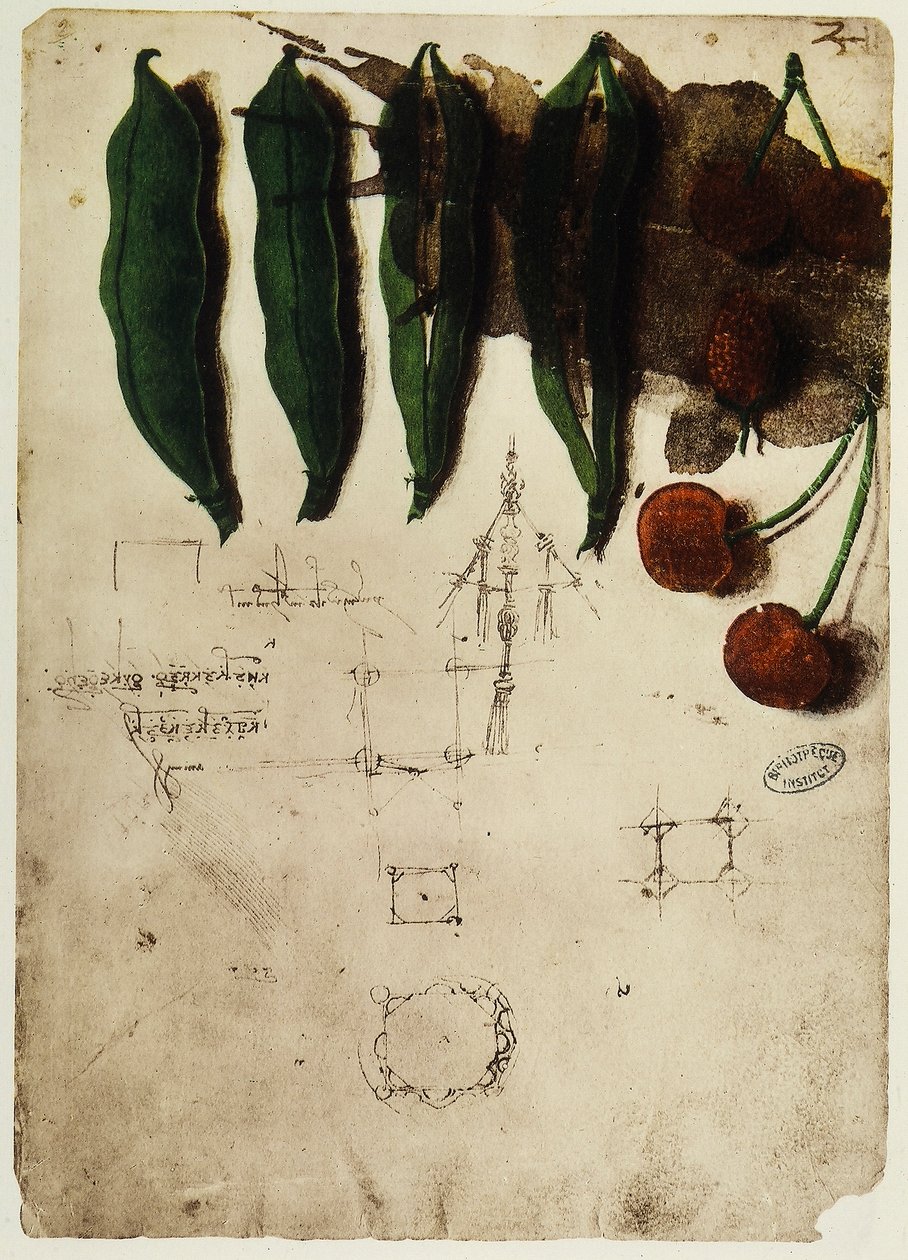 Kirsebær og erter: tegning av Leonardo da Vinci, del av Codex B (2173), c.2r, plassert i Institut de France, i Paris av Leonardo da Vinci
