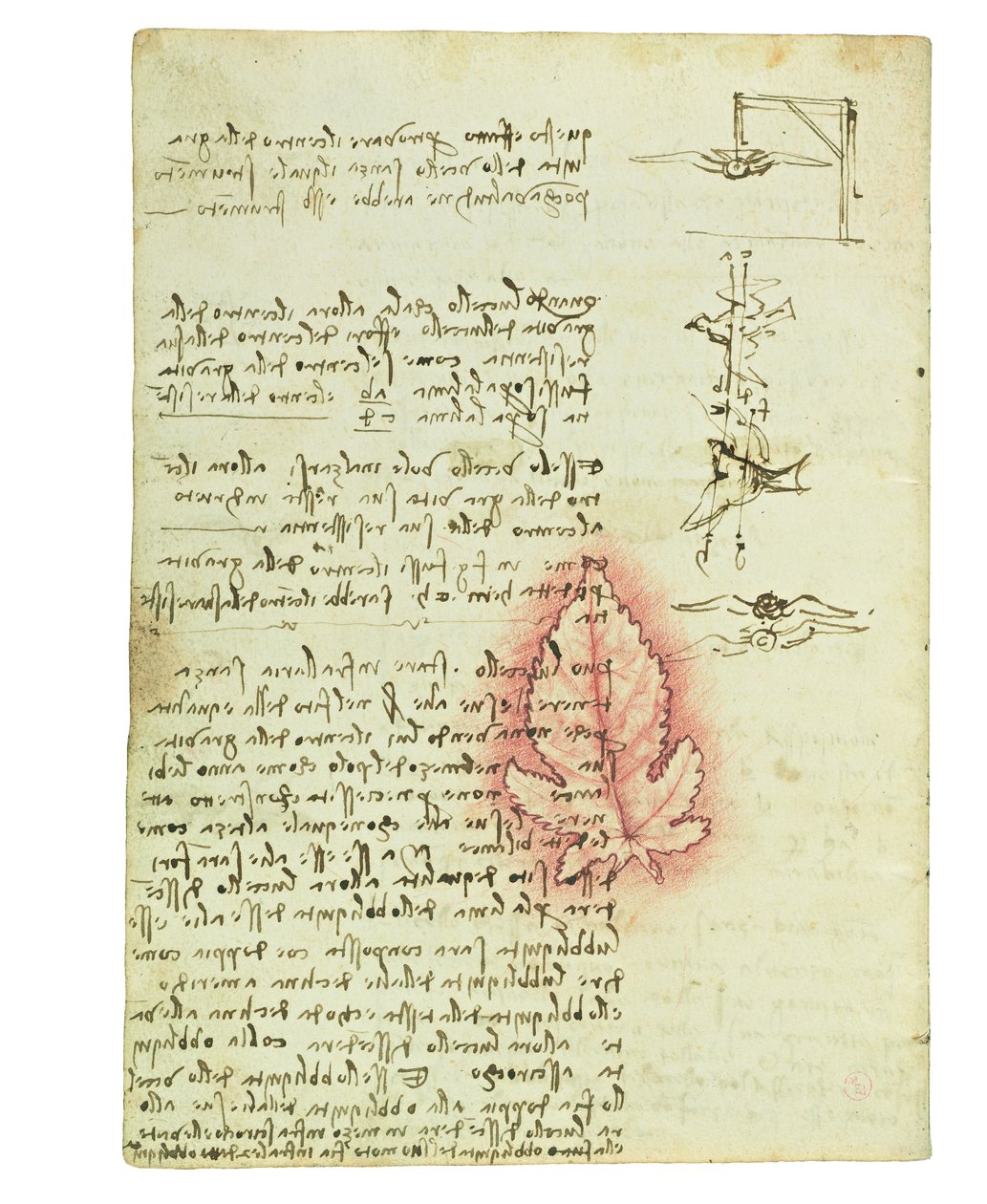 Codex on the flight of birds, Folio 15 verso av Leonardo da Vinci