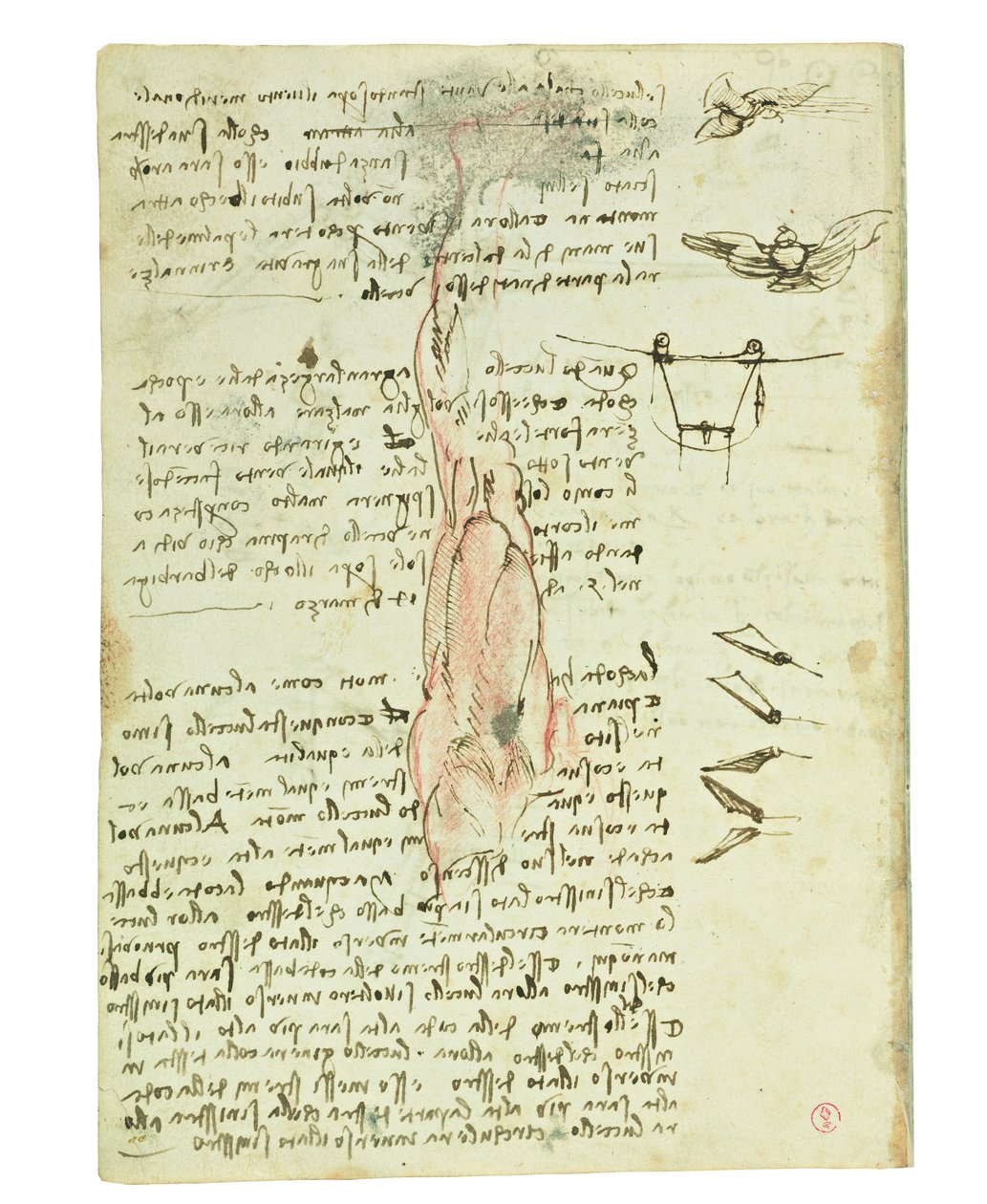 Codex on the flight of birds, Folio 17 verso av Leonardo da Vinci
