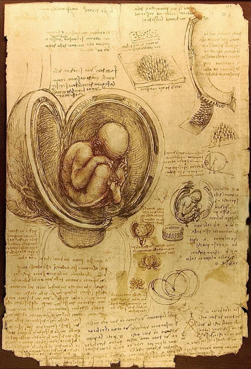 Da Vinci -studier av embryoer Luc Viatoura av Leonardo da Vinci