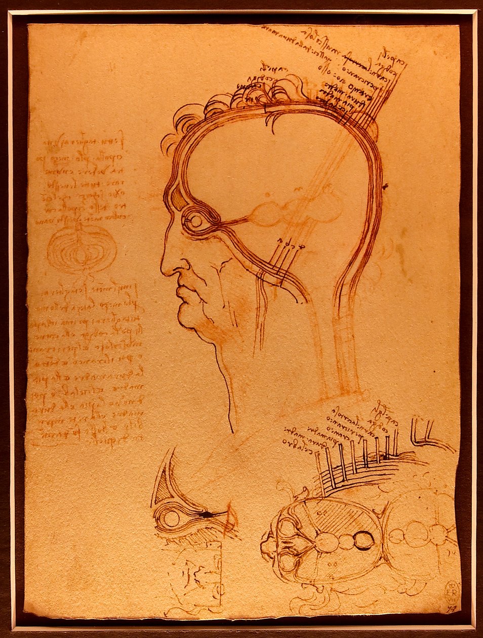 Etude -kran Luc Viatour av Leonardo da Vinci