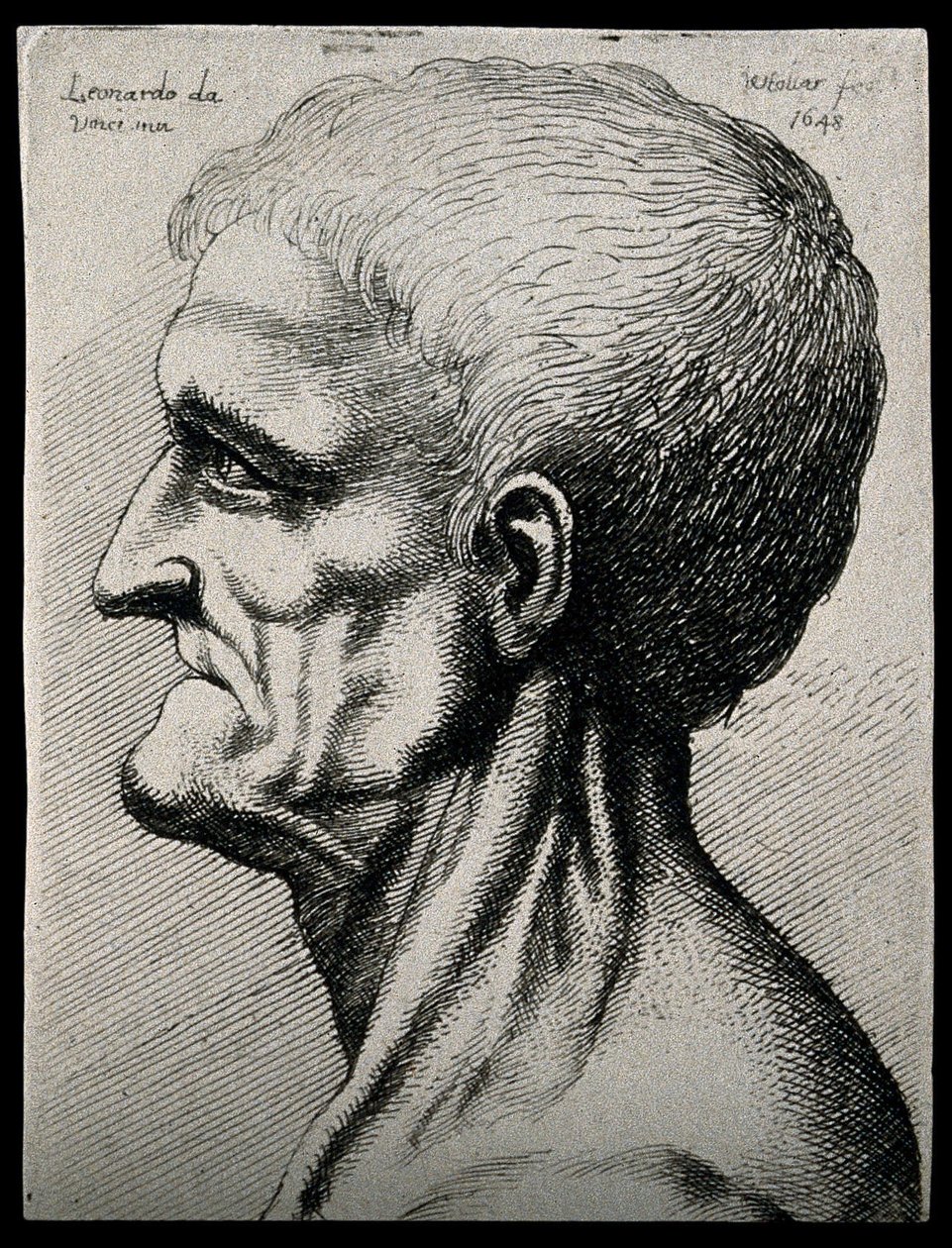 Hode og nakke til en eldre mann, sett i venstre profil av Leonardo da Vinci