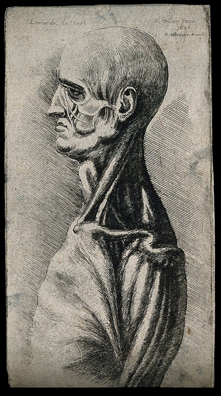 Hodet og skuldrene til en mann, sett fra venstre av Leonardo da Vinci