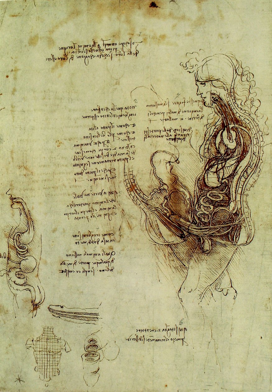 Mannlige kjønnsorganer av Leonardo da Vinci