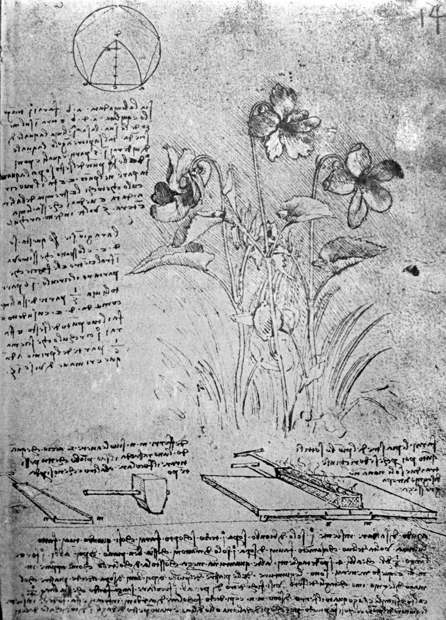Studier av Violas (Viola odorata og Viola canina), fol. 14r fra Manuskript B, ca. 1487-90 (penn og blekk på papir) av Leonardo da Vinci