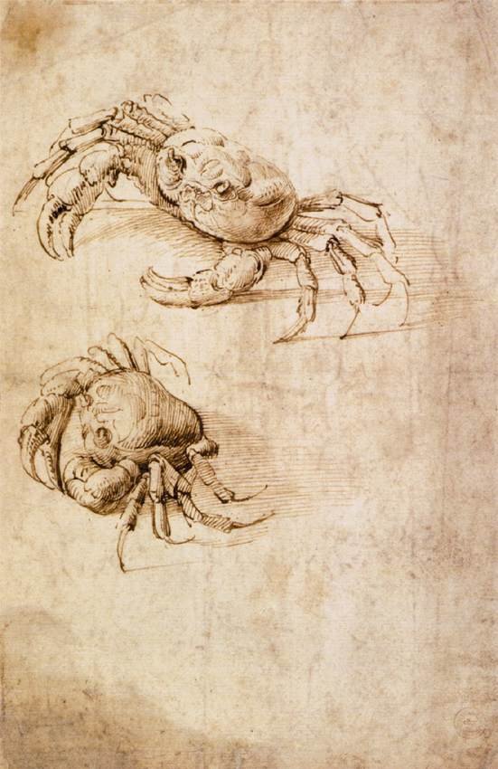 Studier av krabber av Leonardo da Vinci