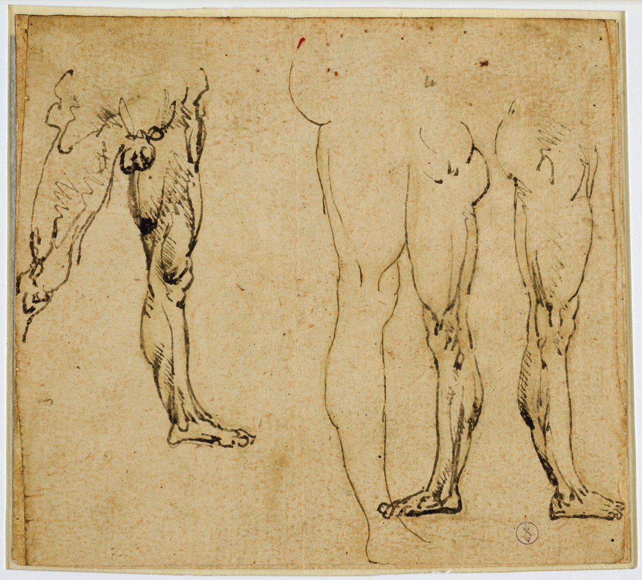 Studier av mandige ben, ca. 1485-1487 (penn og blekk, med spor av metallspiss på papir) av Leonardo da Vinci