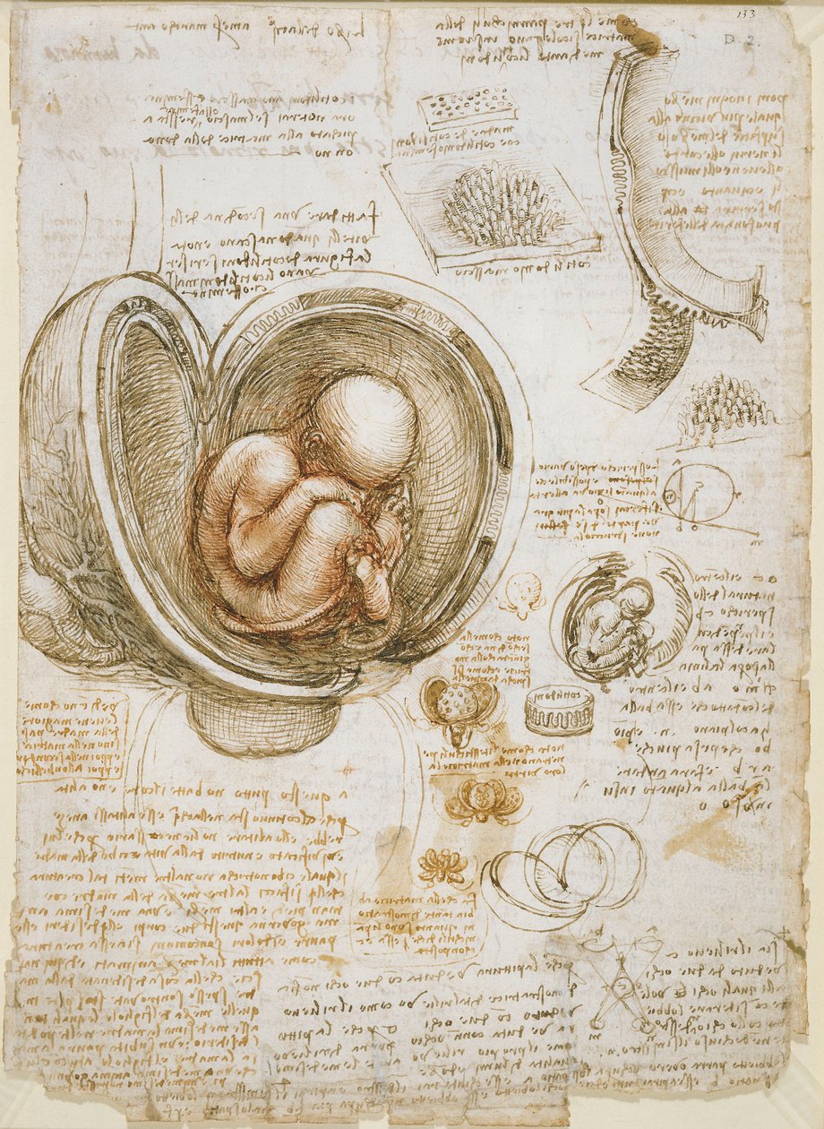 Studier av fosteret i livmoren av Leonardo da Vinci