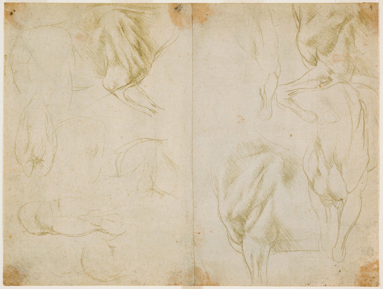Studier av muskulaturen i hestens forben, ca. 1480 (metallspiss på forberedt lys olivengrønt papir) av Leonardo da Vinci