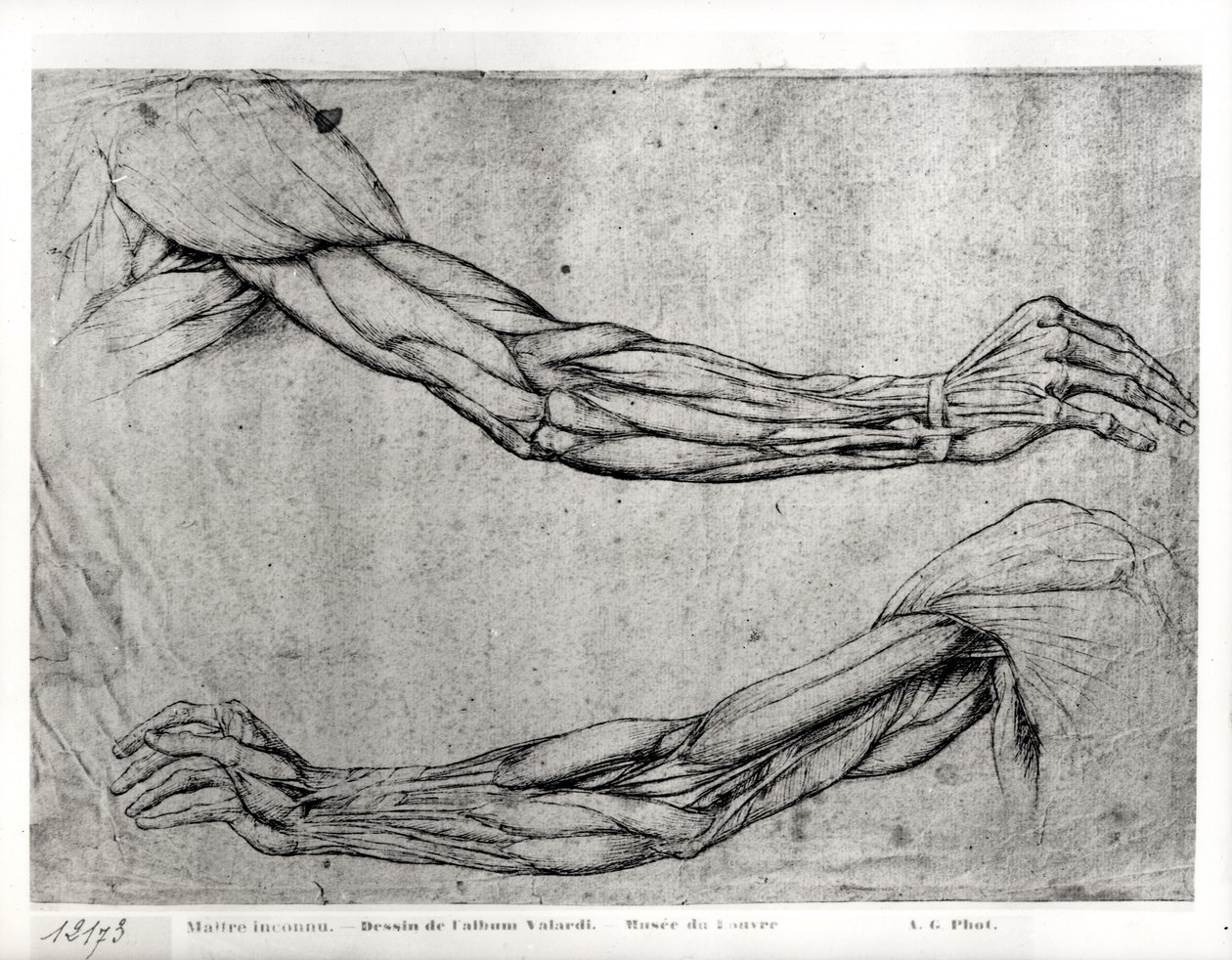 Studie av våpen av Leonardo da Vinci