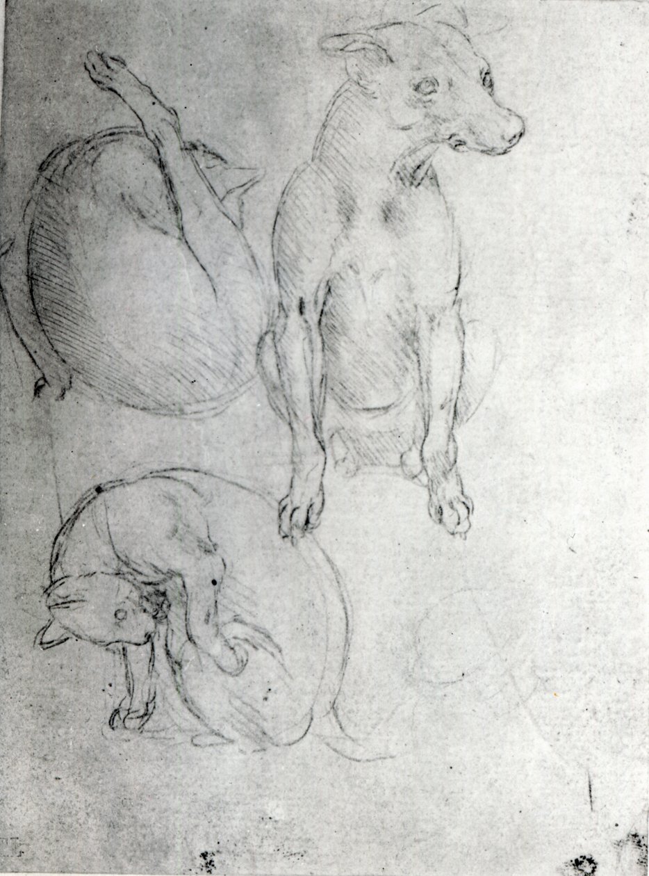 Studie av en hund og en katt, ca. 1480 (metalpoint på papir) av Leonardo da Vinci