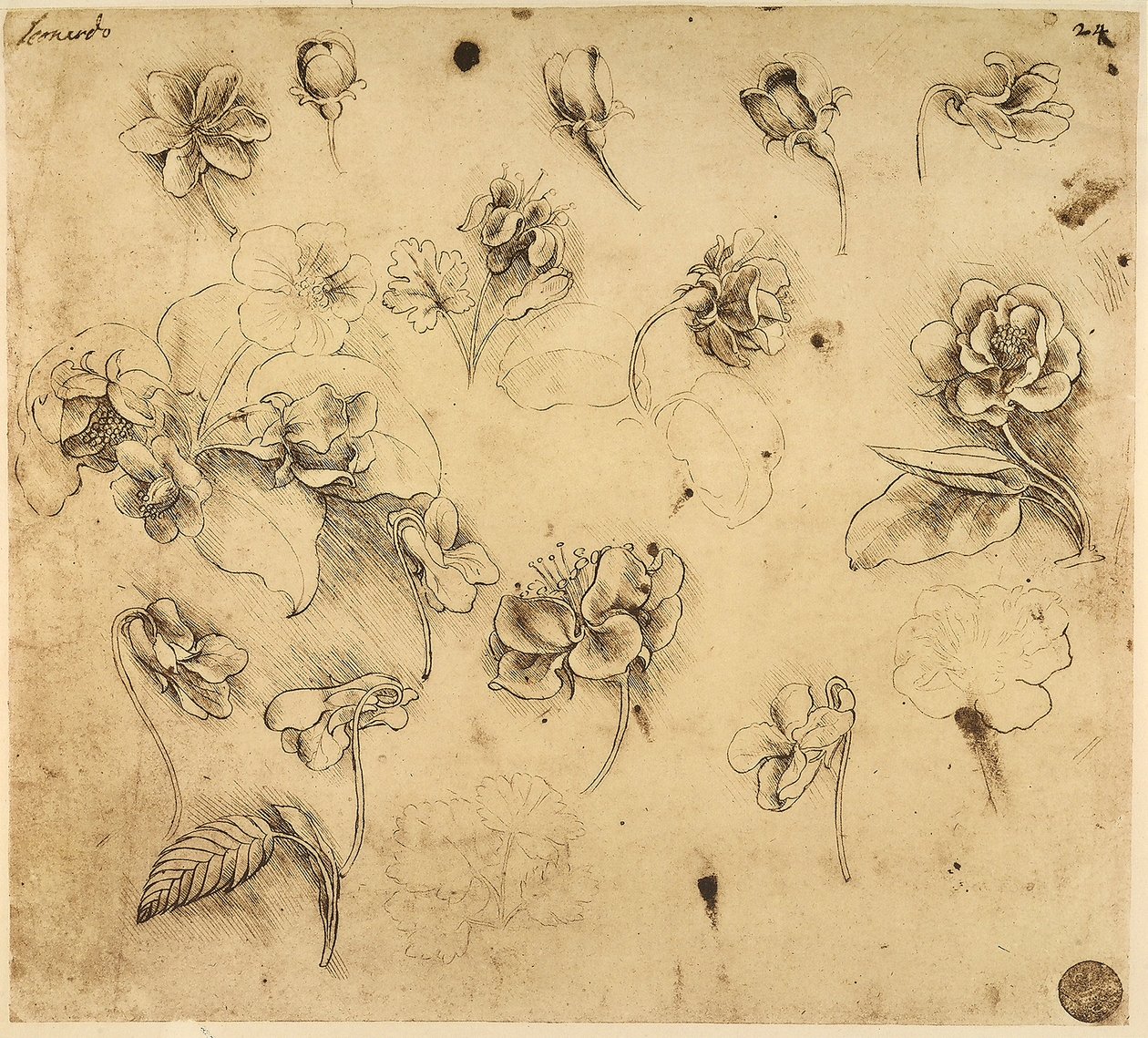Studie av blomster, penntegning på gult papir, med tegn på sølvpunktforberedelse, av Leonardo da Vinci, bevart i Galleria dell
