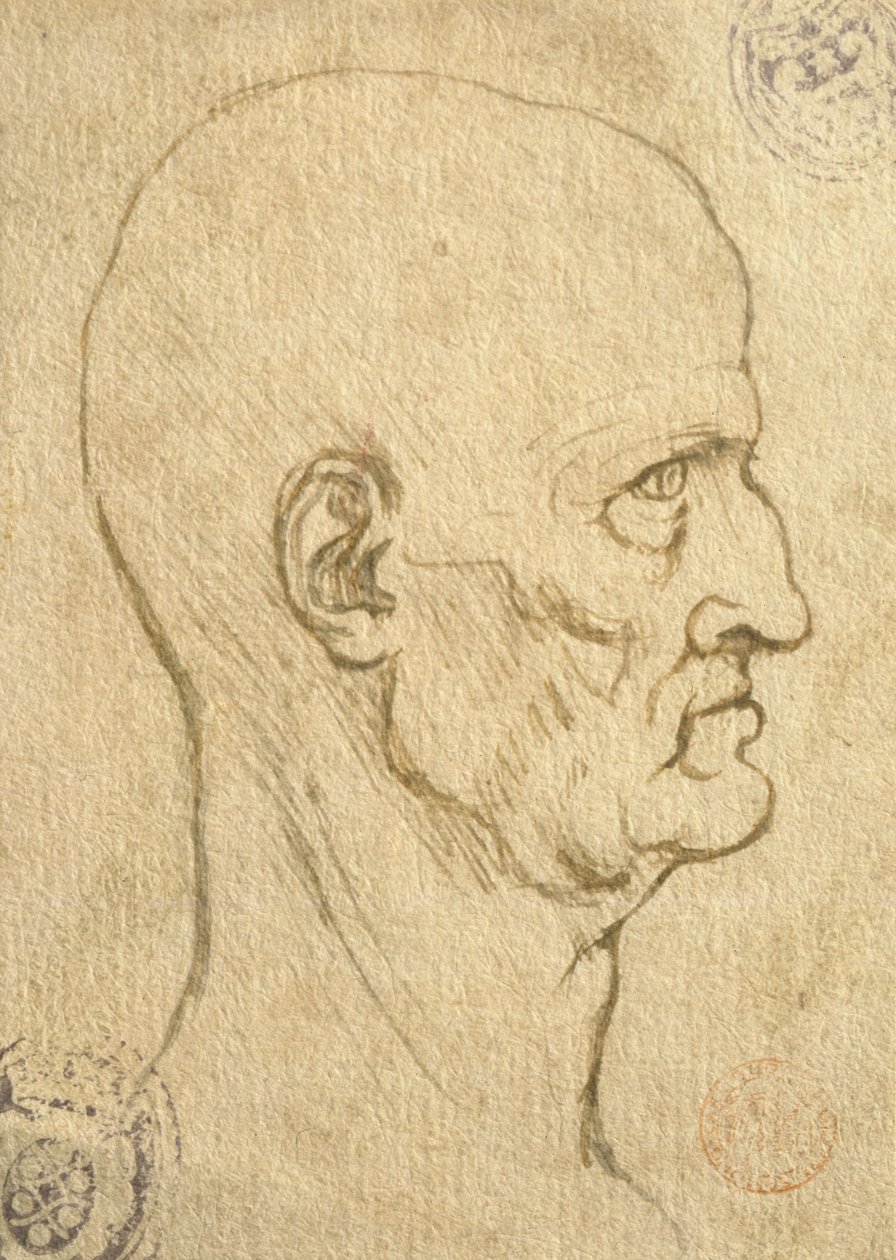 Studie av menneskelige proporsjoner av Leonardo da Vinci