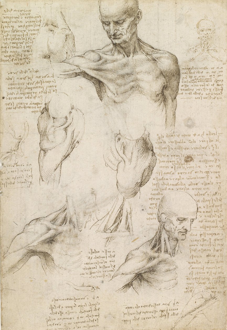 Overfladisk anatomi av skulder og nakke (recto) av Leonardo da Vinci