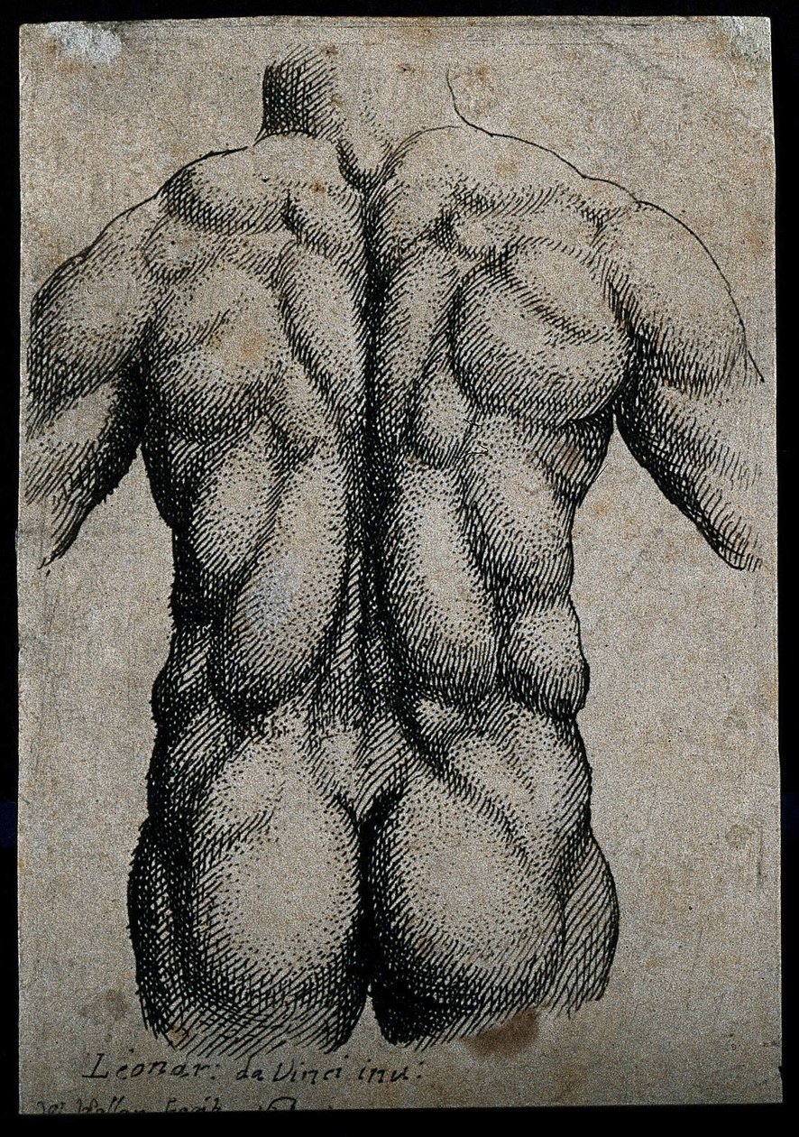 Torso av en mann, sett bakfra, med musklene understreket av Leonardo da Vinci