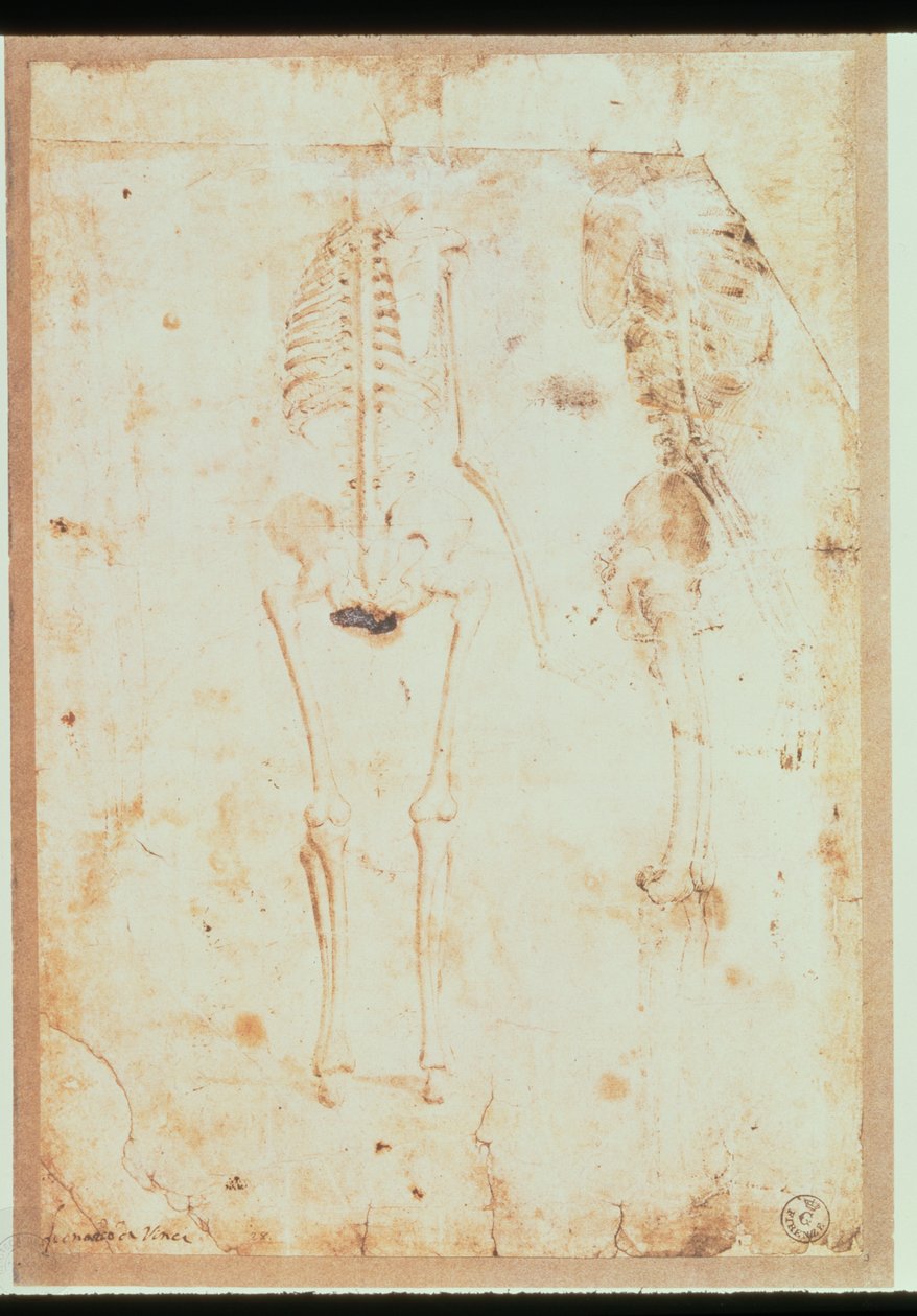 To studier av et hengende skjelett (penn og blekk med vask) av Leonardo da Vinci