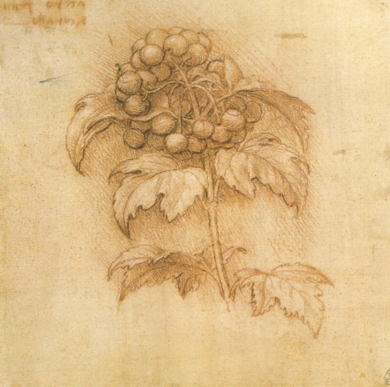 tranebær av Leonardo da Vinci