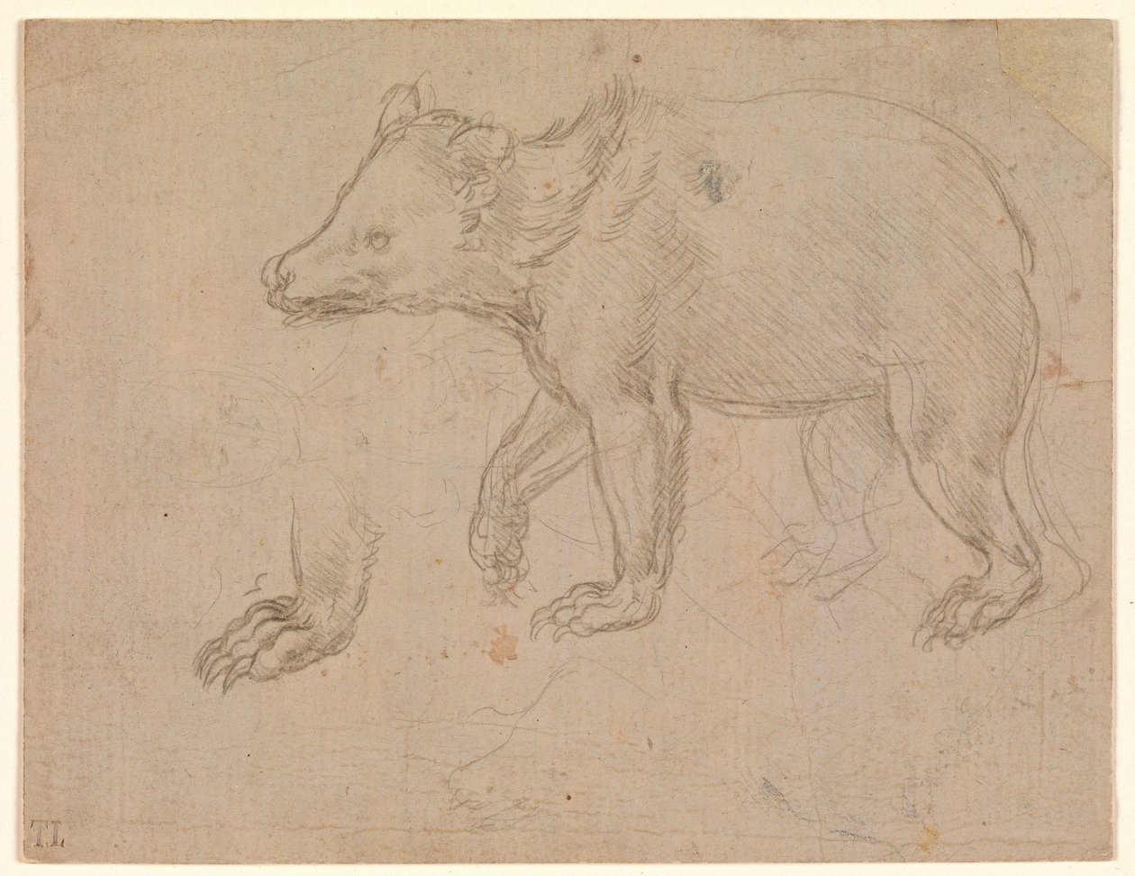 En bjørn på tur av Leonardo da Vinci