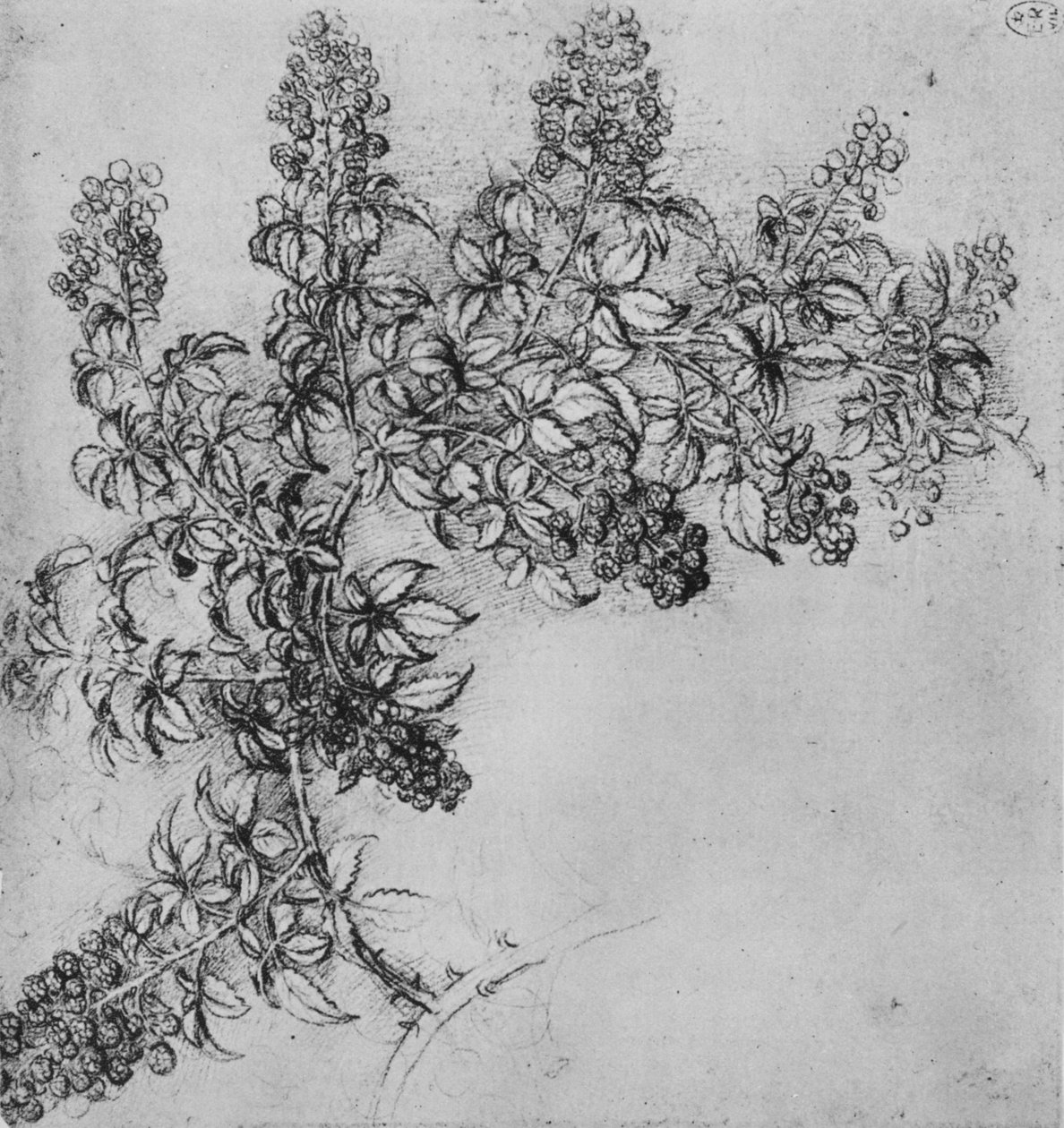 A Branch of Blackberry, c1480 1945 av Leonardo da Vinci