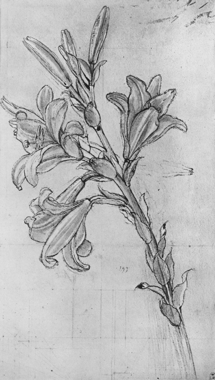 A Lily, c1480 1945 av Leonardo da Vinci