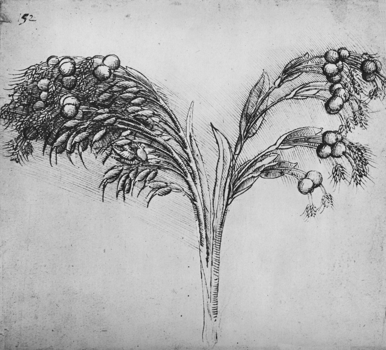 A Long-Stemmed Plant, c1480 1945 av Leonardo da Vinci