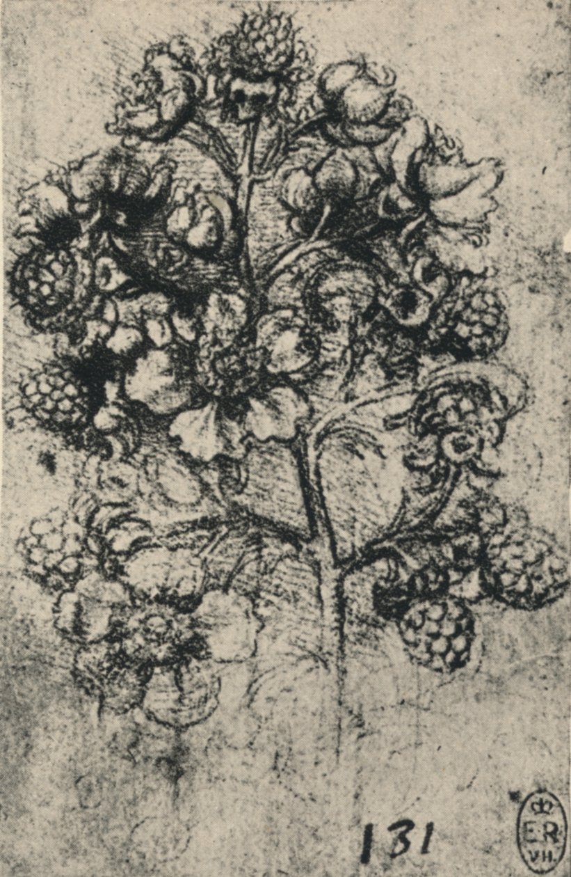 A Spray of Brambles, c1480 1945 av Leonardo da Vinci