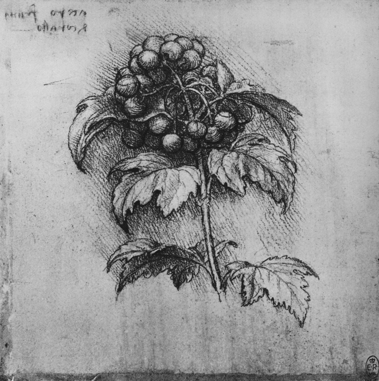 A Spray of a Plant, c1480 1945 av Leonardo da Vinci