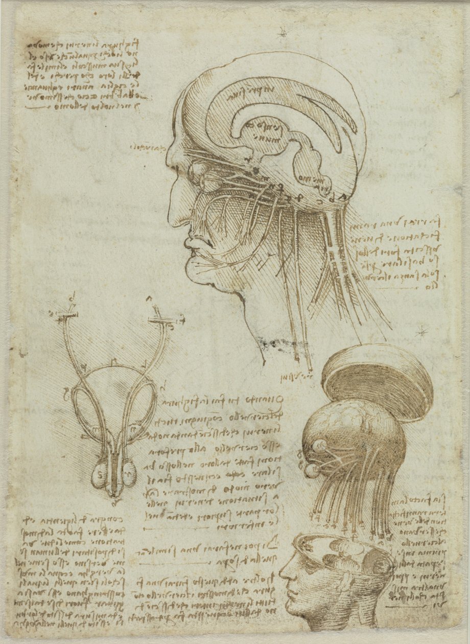 Et manuskriptark med anatomiske tegninger og notater, 1506-1508. av Leonardo da Vinci