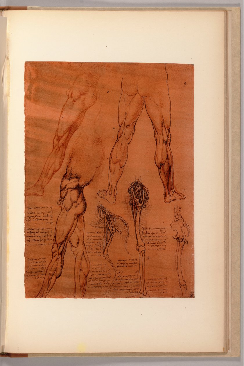 En side fra "Quaderni d"Anatomia, I-VI, 1911-16 av Leonardo da Vinci