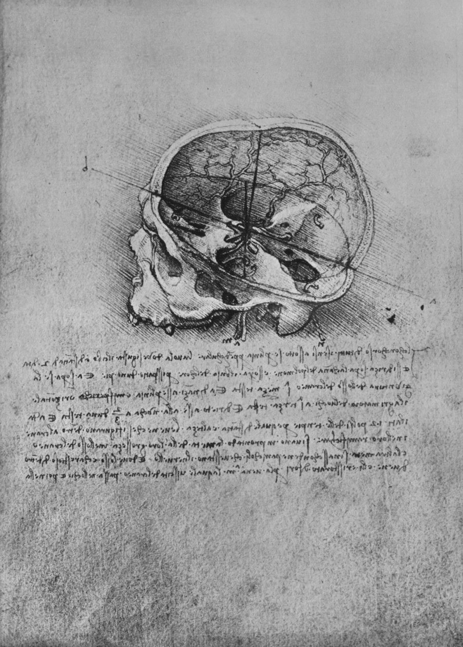 Anatomisk tegning av en hodeskalle til venstre, c1480 1945 av Leonardo da Vinci