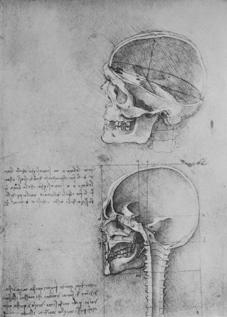 Anatomiske tegninger av to hodeskaller i profil til venstre, c1480 1945 av Leonardo da Vinci