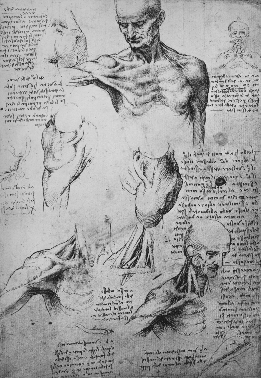 Anatomiske tegninger av en manns nakke og skuldre, c1480 1945 av Leonardo da Vinci