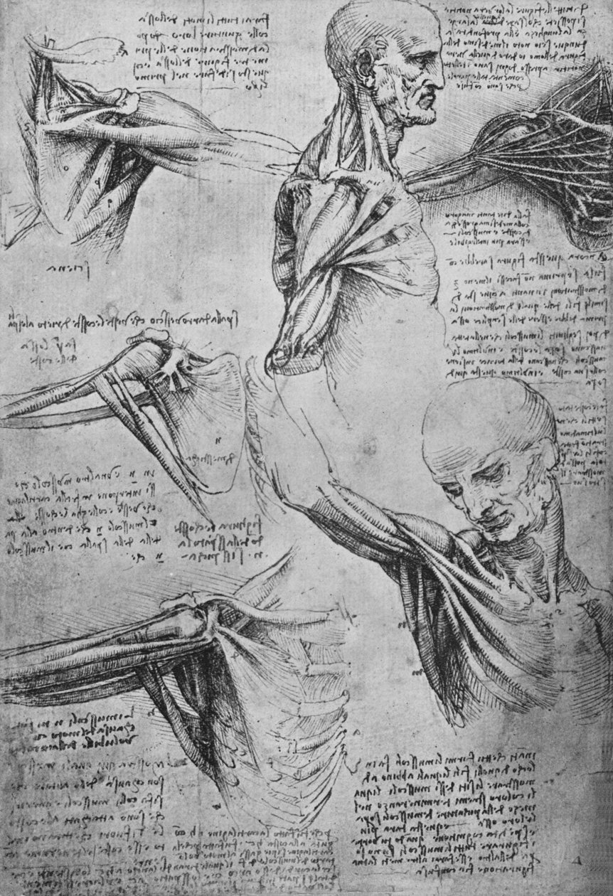 Anatomical Studies of a Mans Neck and Shoulders, c1480 1945 av Leonardo da Vinci