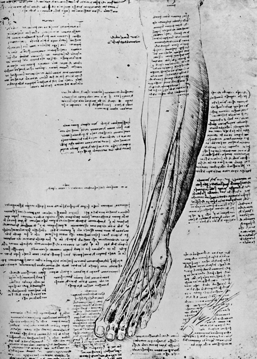 Anatomisk studie av fotmuskler, 1928 av Leonardo da Vinci